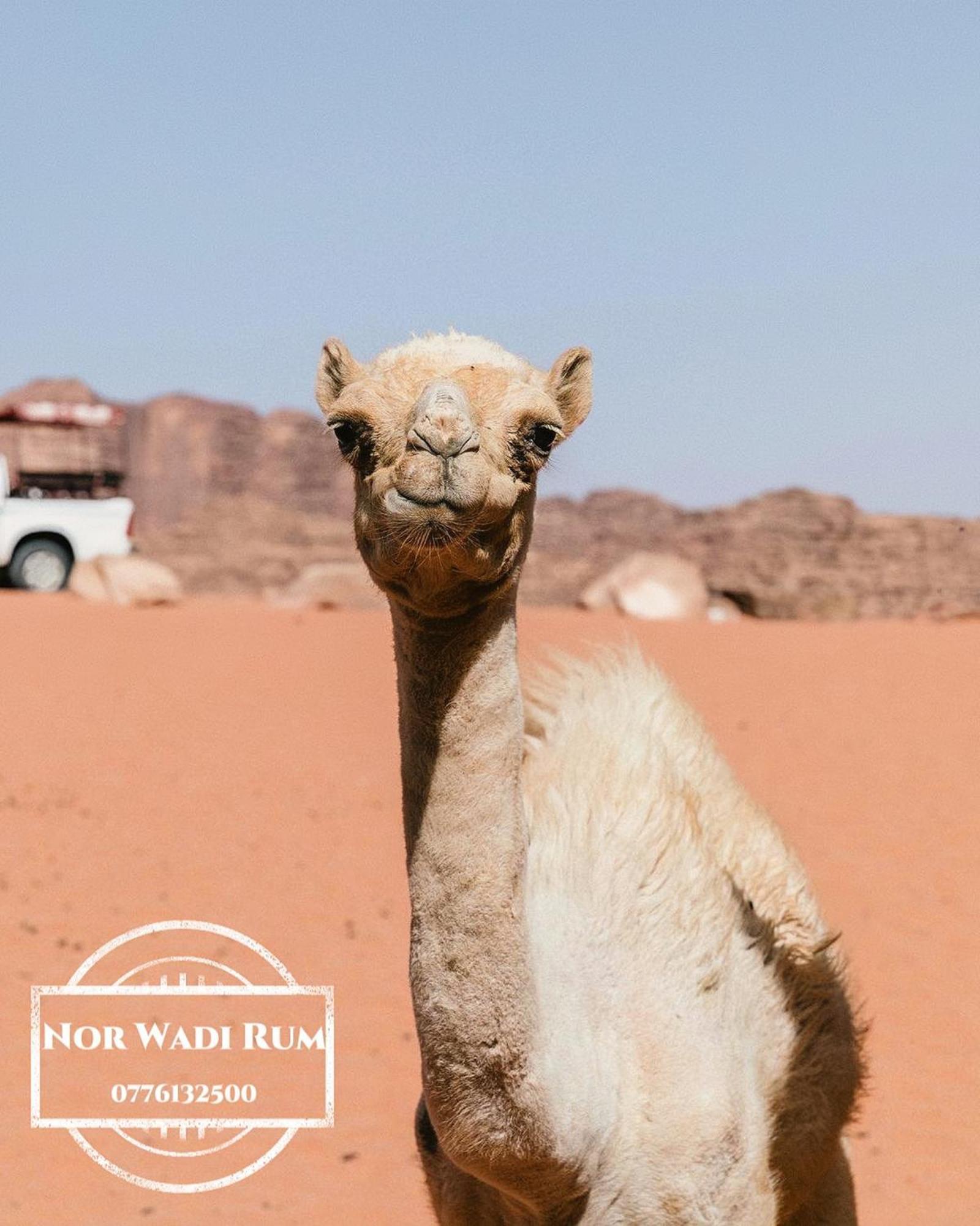 Nor Wadi Rum Exterior photo
